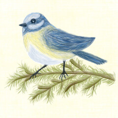Tit bird on fir tree branch illustration