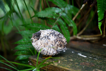Nahaufnahme, Portrait einer Zwergwachtel, eine Art der Fasanenartigen (Phasianidae)
