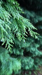 close up of a pine needles and water drop