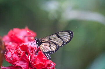 Portrait eines tropischen Schmetterlings auf einer Pflanze.