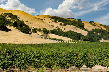 Fototapeta na wymiar A beautiful vineyard in Napa Valley, California. 