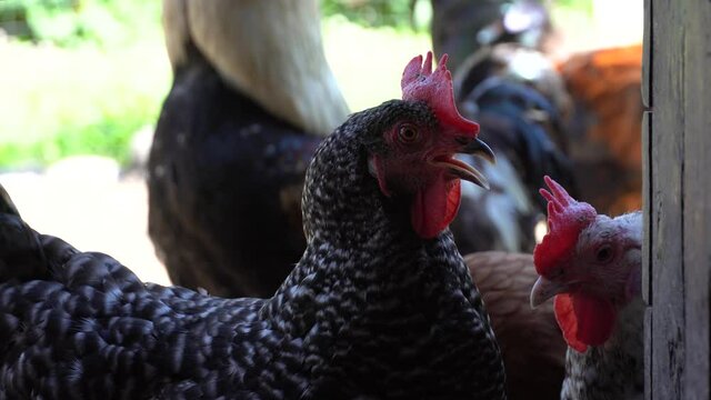 angry cock rooster in the chicken coop henhouse roost hencoop. Close up head. High quality photo