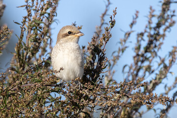 Red-backed Shrike