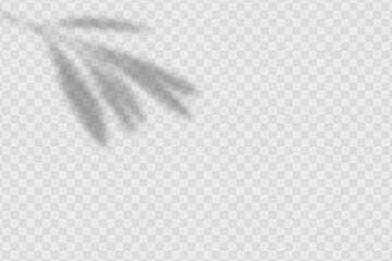 The effect of overlaying shadows.Realistic shadow of olives leaves and branches on transparent checkered background.