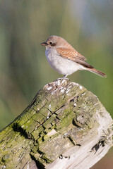 Red-backed Shrike