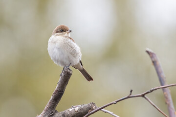 Fototapeta premium Red-backed Shrike