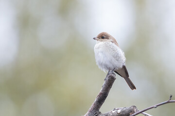 Red-backed Shrike