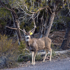 Tagged Buck Stands On The Side Of The Road