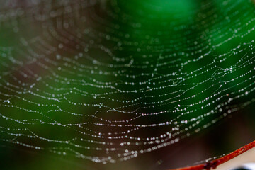 beautiful cobweb in the sun with dew drops