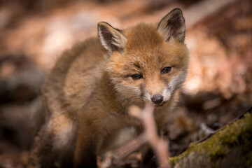 Fototapeta premium Junge Fuchswelpen im Wald