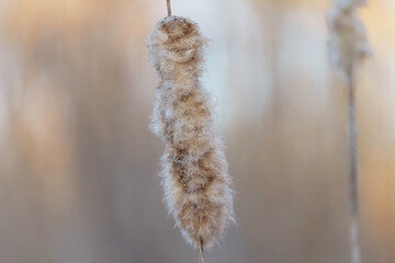 Cattail