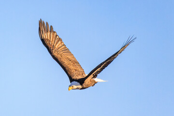American Bald Eagle flying