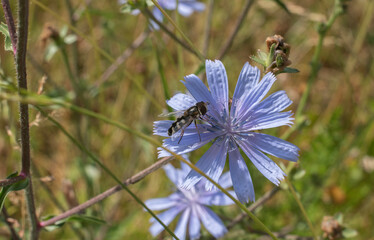 a hoverfly on the blue flower of a chicory