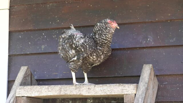 Variegated chickens hens in the coop henhouse on the henroost roost. outside near window. High quality photo