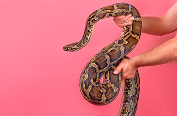 The body of a colorful python in the hands of a man. The man's hands hold a large boa constrictor, isolate on a pink background