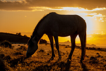 Fototapeta na wymiar Wild Horse Silhouetted at Sunset in the Utah Desert