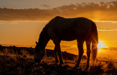 Fototapeta na wymiar Wild Horse Silhouetted at Sunset in the Utah Desert