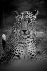 Close up portrait of leopard. Angry and wild big cat in dark background. Black and white image of a leopard.