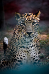 Close up portrait of leopard. Angry and wild big cat in nature background. Wild hungry leopard.
