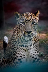 Crédence de cuisine en verre imprimé Aubergine Portrait en gros plan de léopard. Gros chat en colère et sauvage sur fond nature. Léopard affamé sauvage.