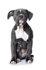 Obraz premium Old english bulldog puppy isolated on white background