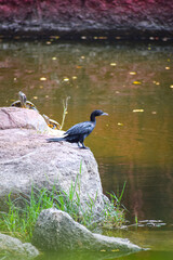 Beautiful cormorant or darter bird resting near the pond for fishing. Hungry bird.