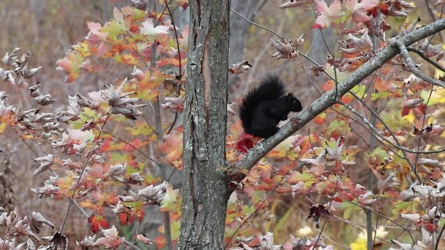 Black squirrel on a tree branch, in autumn, with dead and colored leaves, on a windy day