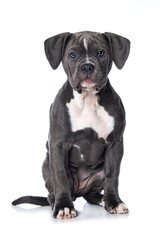 Old english bulldog puppy isolated on white background