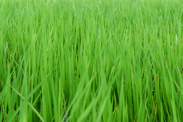 Green nature background of paddy rice field. Beautiful green rice farm.