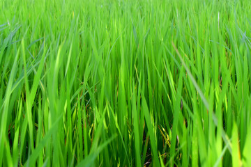 Full frame of green rice farm in paddy rice field,  nature background.