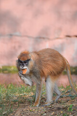 Patas Monkey patrolling and eating in his territory. Wadi monkey or Hussar monkey.