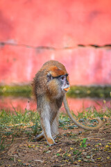 Patas Monkey patrolling and eating in his territory. Wadi monkey or Hussar monkey.