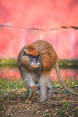 Patas Monkey patrolling and eating in his territory. Wadi monkey or Hussar monkey.