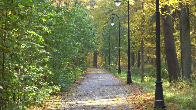 An asphalt path road walkway with lamps without people in an autumn park. Trees with yellow leaves . High quality photo