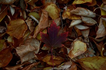 Maple Leaf Close
