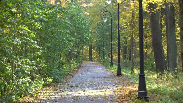 An asphalt path road walkway with lamps without people in an autumn park. Trees with yellow leaves . High quality photo