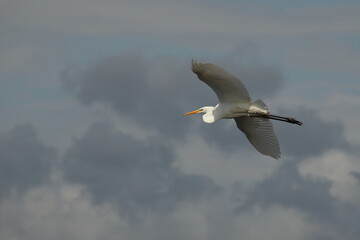 white heron in the flight