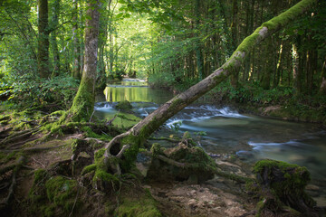 La Cuisance est une rivière française, qui coule dans le département du Jura en Franche-Comté. C'est un affluent gauche de la Loue dont les sources sont situées dans le fond de la reculée d'arbois