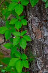Green leaves and tree bark.