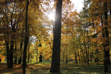 The sun's rays shine through the golden forest on an autumn sunny day.