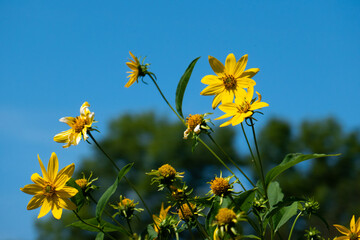 Yellow flowers on blue sky.