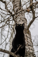 Naklejka premium Black Kitten in Winter Tree 01