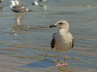 Juvenile Greater black-backed gull in the waves on the shore of river Tagus, Lisbon