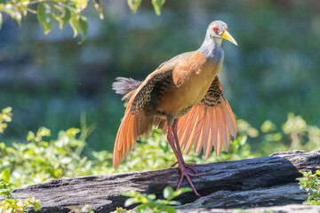 Aramides opening the wings