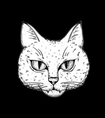 Cat face sketch, vector illustration. Hand drawn. Cat angry portrait. Vector illustration.