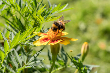 A bumblebee sits on a blooming flower bud collecting nectar. 