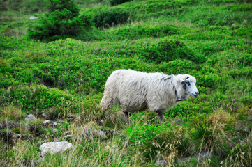 Naklejka premium white sheep in the pasture. thoroughbred lamb grazes in the mountains. livestock concept