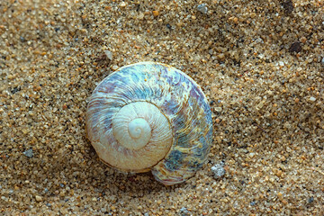 concha marina sobre la arena