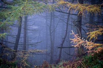 forest in autumn fog