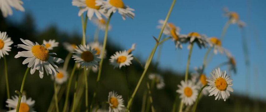 Beautiful daisies in meadow on clear sunny day. Creative. Close-up of bright meadow daisies on background of sunny day. Macrocosm among blooming summer daisies